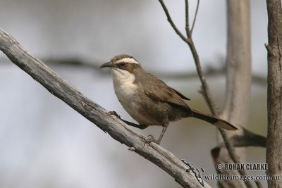 White-browed Babbler 0214.jpg