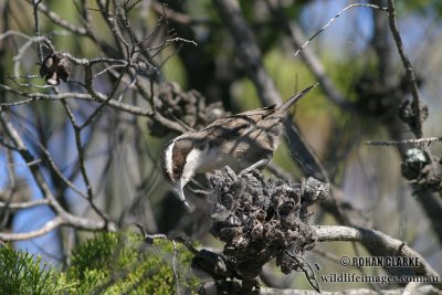 White-browed Babbler 0353.jpg