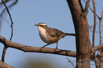 White-browed Babbler 3667.jpg