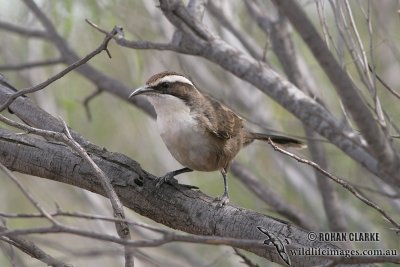 White-browed Babbler 9811.jpg