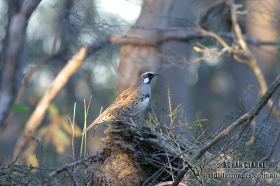 Spotted Quail-thrush 4996.jpg