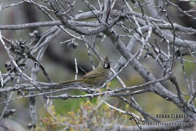 Western Whipbird 1700.jpg