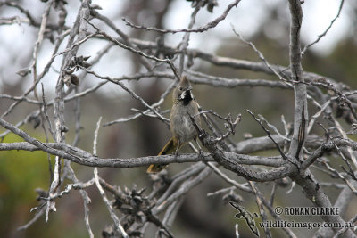 Western Whipbird 1704.jpg