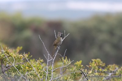 Western Whipbird 1737.jpg