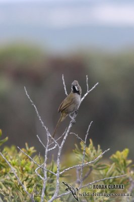 Western Whipbird