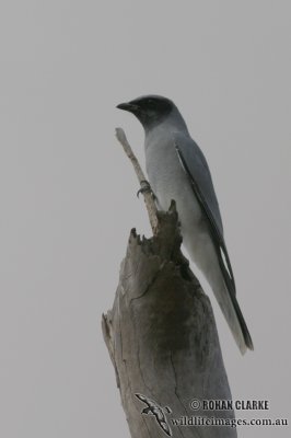 Black-faced Cuckoo-shrike 5322.jpg