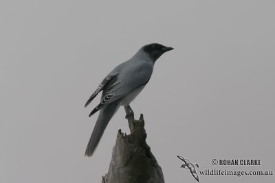 Black-faced Cuckoo-shrike 5324.jpg