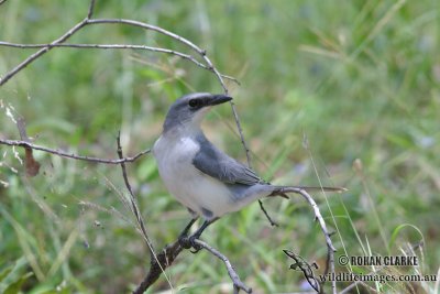 White-bellied Cuckoo-shrike 4317.jpg