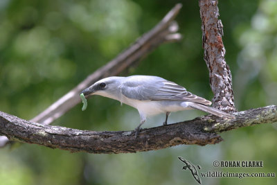 White-bellied Cuckoo-shrike 4325.jpg