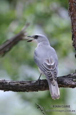 White-bellied Cuckoo-shrike 4333.jpg