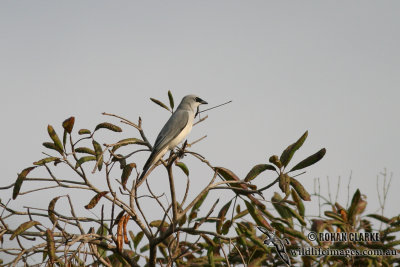 White-bellied Cuckoo-shrike 6469.jpg