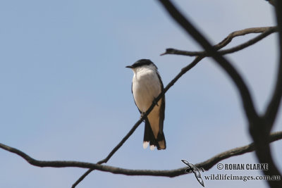 White-winged Triller 0319.jpg