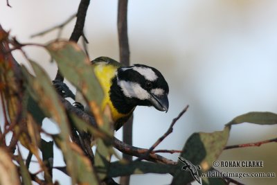 Crested Shrike-tit 1208.jpg