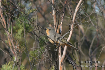 Red-lored Whistler 9923.jpg