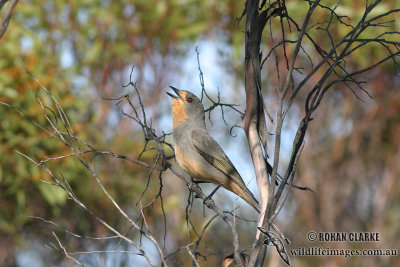 Red-lored Whistler 9943.jpg