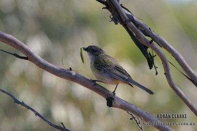 Golden Whistler 0159.jpg