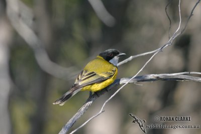 Golden Whistler 0167.jpg