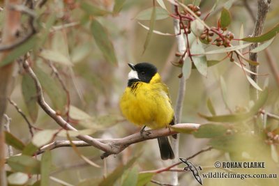 Golden Whistler 0258.jpg