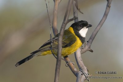 Golden Whistler 1181.jpg