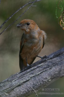 Golden Whistler 2009.jpg