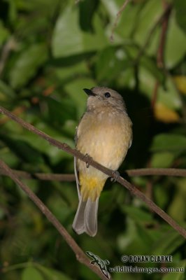 Golden Whistler 8092.jpg