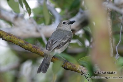 White-breasted Whistler