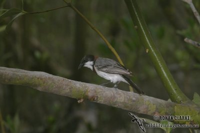 White-breasted Whistler 9063.jpg