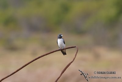 White-breasted Woodswallow 2188.jpg
