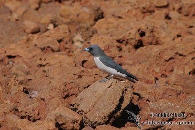 White-breasted Woodswallow 5390.jpg