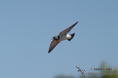 White-breasted Woodswallow 5397.jpg