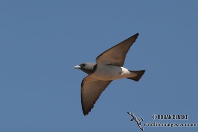 White-breasted Woodswallow 5402.jpg