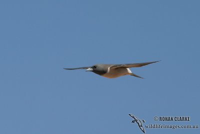 White-breasted Woodswallow 5405.jpg