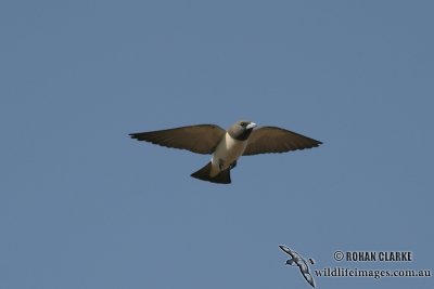 White-breasted Woodswallow 9002.jpg