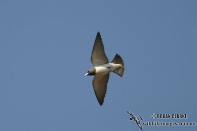 White-breasted Woodswallow 9003.jpg