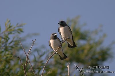White-breasted Woodswallow 9007.jpg