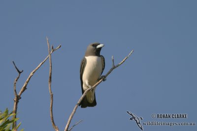 White-breasted Woodswallow 9009.jpg