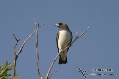 White-breasted Woodswallow 9012.jpg