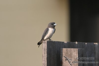 White-breasted Woodswallow 9747.jpg