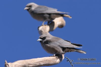 Woodswallows