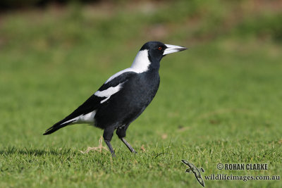 Magpie and Woodswallows