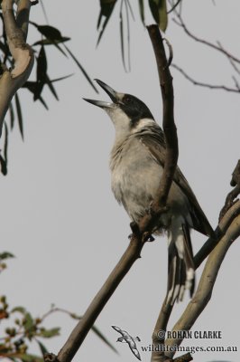 Grey Butcherbird 0556.jpg