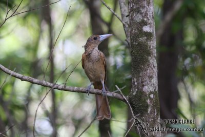 Black Butcherbird 3426.jpg