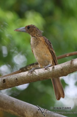 Black Butcherbird 3435.jpg