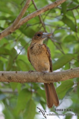 Black Butcherbird 3447.jpg