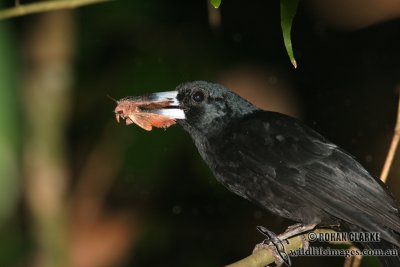 Black Butcherbird 9210.jpg