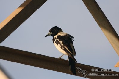 Pied Butcherbird 0277.jpg