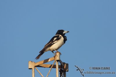 Pied Butcherbird 0307.jpg