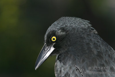 Pied Currawong 6053.jpg