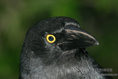 Pied Currawong 6058.jpg