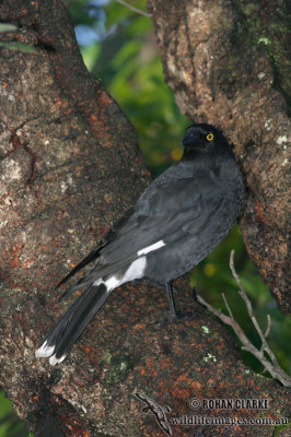 Pied Currawong 6069.jpg